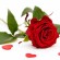 Des roses*