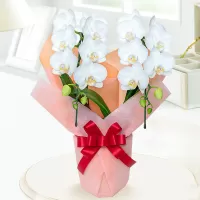 Funeral Fleurs