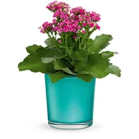 Même jour Fleurs
