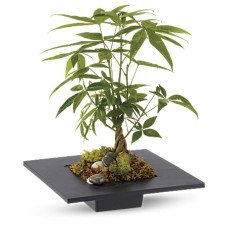 Arbre à argent