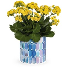 Kalanchoé ensoleillé