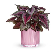 Bégonia étincelant