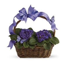 Des violettes et des papillons