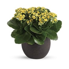 Kalanchoés jaunes éternels