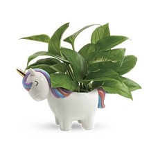 Plante de pothos licorne paisible