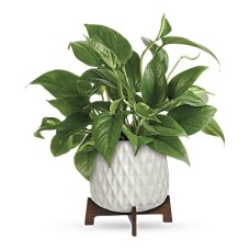 Plante Pothos aux feuilles luxuriantes