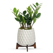 Plante Feuilles de Luxe