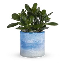 Plante de jade Sky Glass