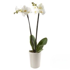 Orchidée à double tige