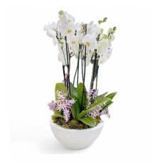 Orchidées majestueuses