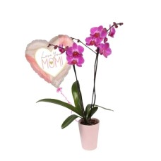 Belle maman orchidées