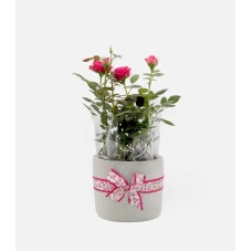 Bébé rose plante