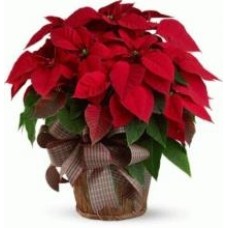 Plante jumelle de poinsettia rouge