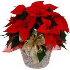 Poinsettia rouge classique