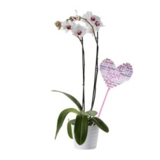 Orchidée 2 tiges