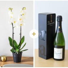 Candide et son champagne Devaux