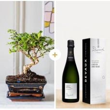 Bonsaï Et Son Champagne