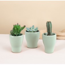 Trio De Mini Cactus Et Succulentes