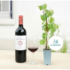 Vignoble and Son Château Teyssier 2014
