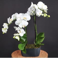 Orchidées sublimes