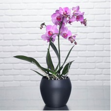 Orchidée papillon rose