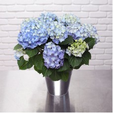 Hortensia bleu