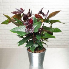 Anthurium noir