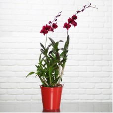 Dendrobium Sa Nook rouge foncé