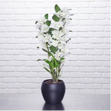Orchidée dendrobium