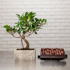 Bonsaï Et Rochers (210 g)
