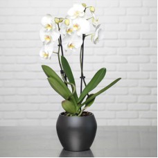 Phalaenopsis blanc