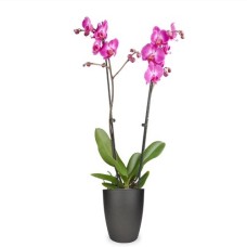 Orchidée papillon rose