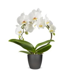 Arche blanche à 2 branches Phalaenopsis