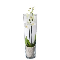 Orchidée Papillon Blanc + Vase