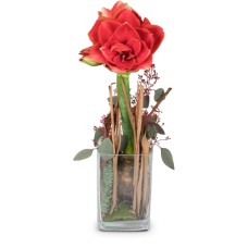 Dame en rouge (standard)