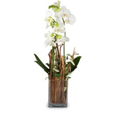 Magic (orchidée avec vase)