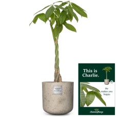 C'est Charlie (Pachira Aquatica)