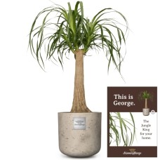 C'est George (Beaucarnea Recurvata)