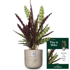 C'est Mike (Calathea)