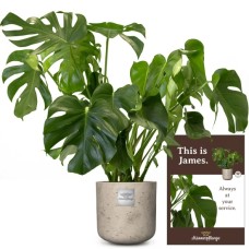 C'est James (Monstera)