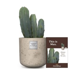 C'est Max (Myrtillocactus)