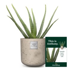 C'est Anthony (Aloe Vera)