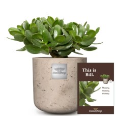 C'est Bill (Crassula Ovata)