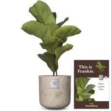 C'est Frankie (Ficus Lyrata Bambino)