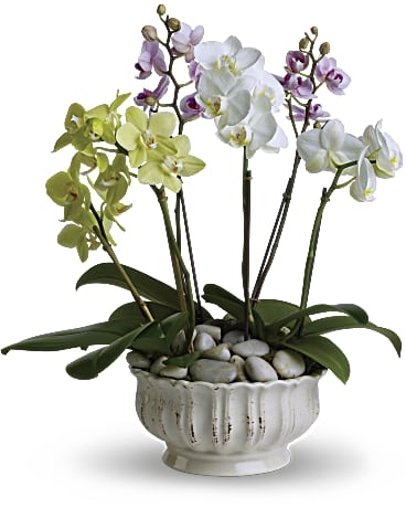 Orchidées royales