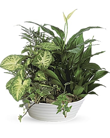 Jardinière en plat moyen