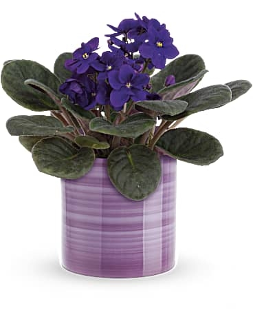 Violettes splendides