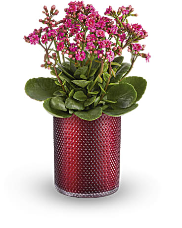 Belle plante de Kalanchoe