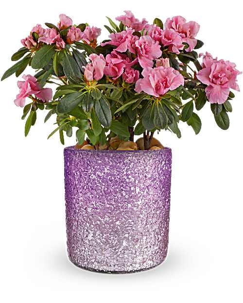 Plante d'azalée scintillante en fleurs