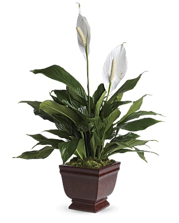 Belle plante de Spathiphyllum